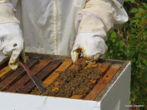 Bee keeper demonstrates their craft at a local educational series on honey making.