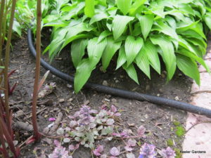 Hostas in the background, peonies, and ajuga in the foreground seperated by a soaker hose with custom made cement boarder on the right.