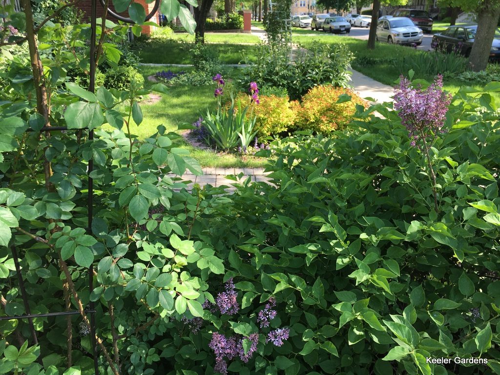 View of the front of Keeler Gardens through the climbing rose and Lilac bushes looking onto the front oval with magic carpet spirea and Norway garden all the way in the back.