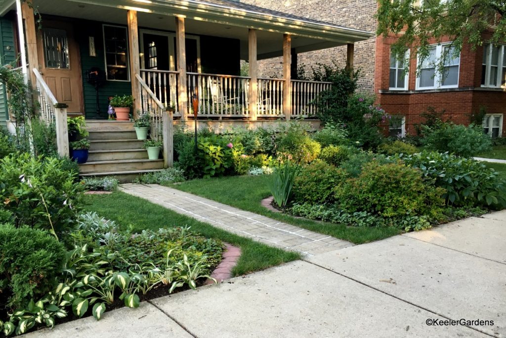 An updated view of Keeler Gardens front garden. In the fore ground to the left is the lilac space with lambs ear, hostas, an evergreen and creeping Jenny. On the right side just to the other side of the front walk way is an oval focusing on the peonies. The peonies have not come to full growth yet. In front of them are two magic carpet spireas, with irises leading us along the front path. Along the front deck we see lilac, hydrangeas, more lambs ear, butterfly bush, dogwoods, anchored in the corner by a trumpet vine.