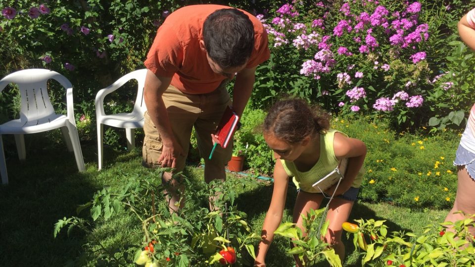 Two community members are bending down to inspect pepper and tomato plants in Keeler Gardens. There are a few red tomatoes and peppers visible, and the background is full of lush plants and flowers, along with two white plastic chairs.