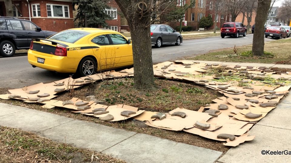 The parkway, grassy area between the sidewalk and the street, is completely covered with corrugated cardboard. This is the first step of lasagna gardening for the future pollinator habitat at Keeler Gardens.