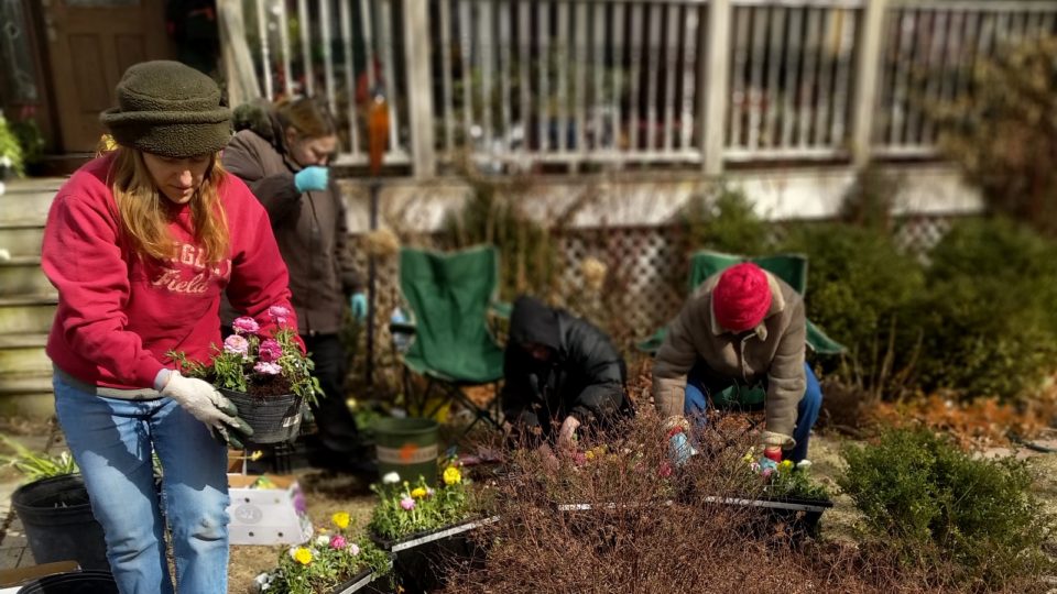 Gina, the lead horticulturist specialist, is in the foreground holding a ranunculus as volunteers sit and neel in the background over pots they are planting with bulbs and other plants.