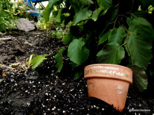Half of a small, broken terra-cotta pot has been repurposed as a small sign in the dark, fresh soil at the base of a plant in the pollinator habitat. In gold and silver metallic handwriting across the top rim of the pot, the sign reads: “American Hazelnut, Corlus americana.” On the bottom right of the pot, small silver writing is visible that reads: “Keeler Gardens.”