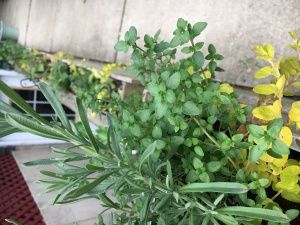 Narrow leaves of lavender grow next to the small leaves of English thyme.