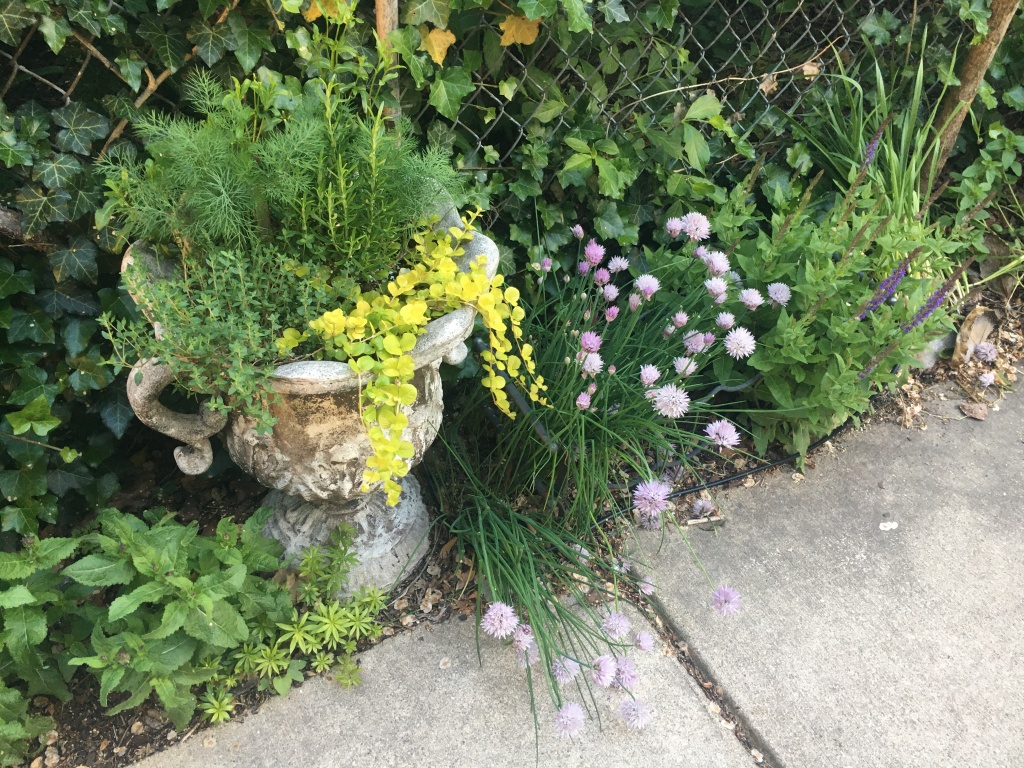 Mixed Herbs by a sidewalk.