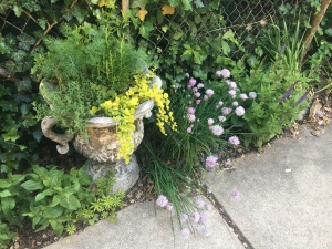 Mixed herbs planted by a sidewalk.