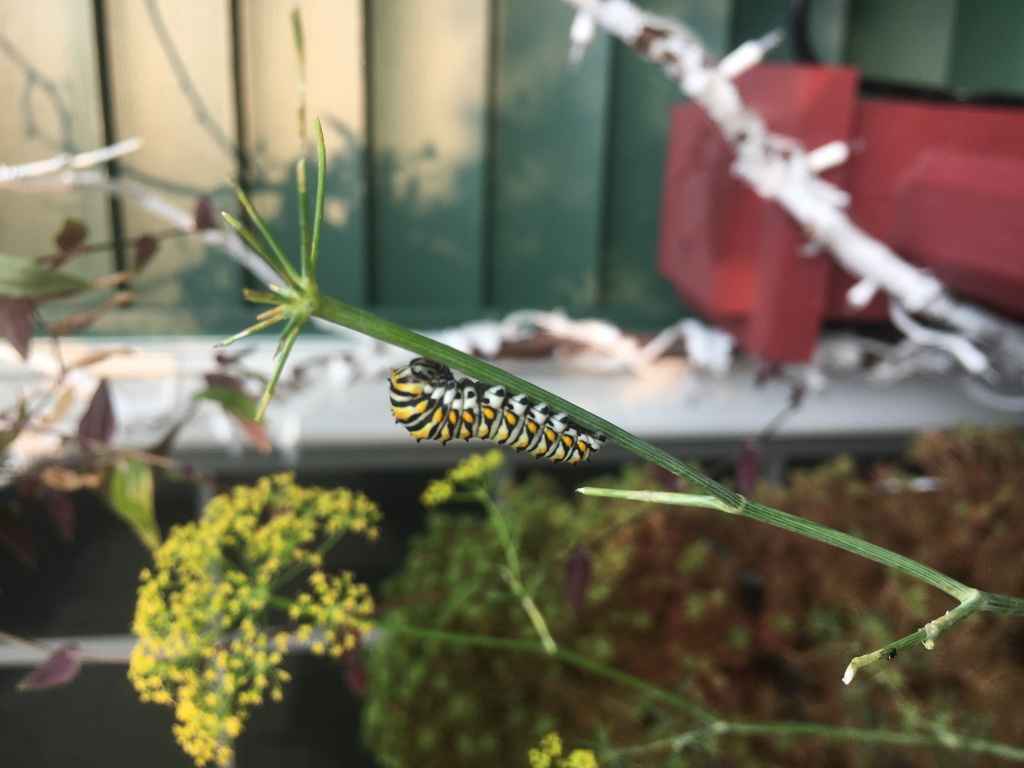 Caterpillar enjoys a meal on fresh dill.