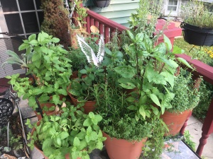 A variety of thyme, mint, rosemary, and oregano among other herbs are planted in pots next to each other on a table at by a porch. 