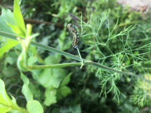 Caterpillar enjoys a meal on fresh herbs.