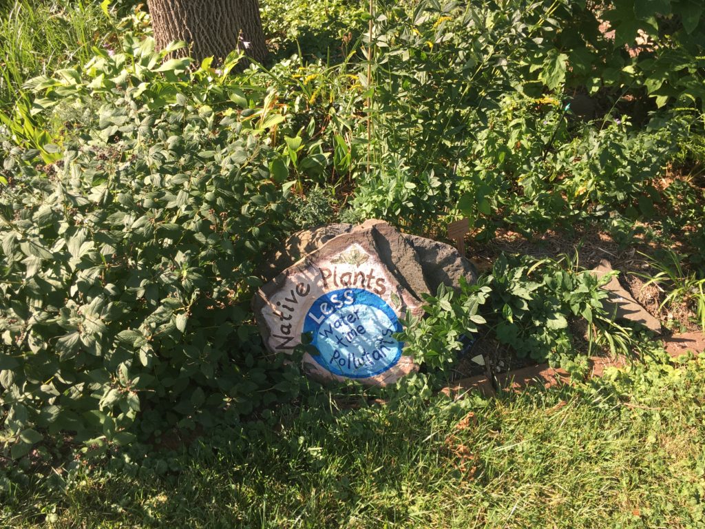 Native Plants use less water, take less time, and support reduced pollutants