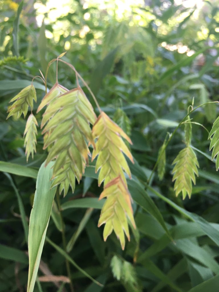 Native plants support sustainable landscapes
