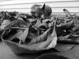 Dried Autumn leaves on surface