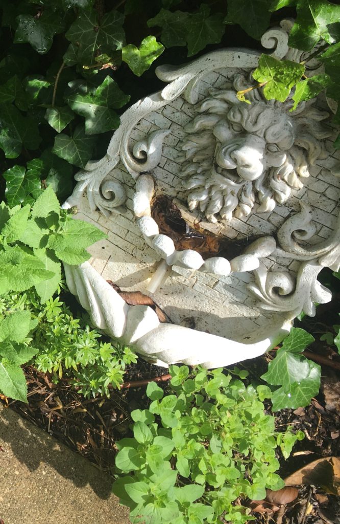 Greek oregano grows alongside other herbs near a decorative fountain.