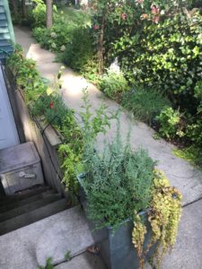 Herbs in containers and in the ground, flank a sidewalk.
