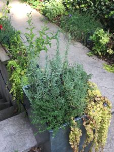 Herbs in containers and in the ground, flank a sidewalk.